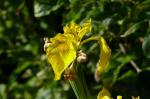 Gelbe Lilienblüte
