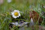 Gänseblümchen - Frühlingsboten_1