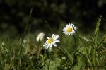Gänseblümchen