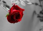 Red Rose