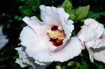 Hibiscus Blüte