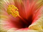 Hibiskus-2