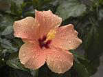 Hibiskus im Regen