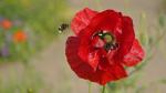 Hummel Hummel zum Mohn