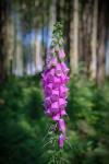 Fingerhut (Digitalis purpurea) 02