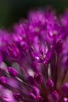 Allium Gladiator