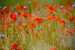 Mohn