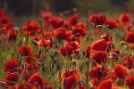 Klatschmohn