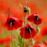 Klatschmohn