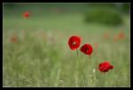 Mohn #2