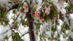 Obstblüte vom Frost überrascht