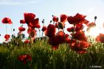 Klatschmohn_1