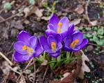 Krokus, der Frühling naht