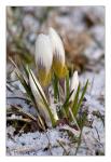 Krokus im Schnee 02