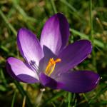 Krokus mit kleinem Besucher