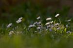 Bellis perennis