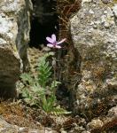 Mauerblümchen