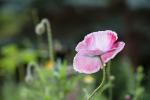 Mohn 4