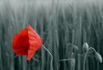 Mohn8