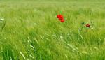 Mohn_01