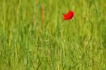 Mohn mit Biene