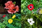 4 x Mohn