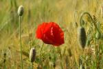 Mohn