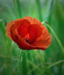 Mohn