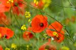 Mohn 1