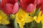 Narzissen und Tulpen