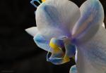 Zauber-Phalaenopsis