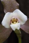 Lycaste-Hybride xytriophora