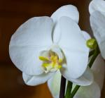 Orchidee (2)