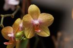 Orchidee mit Sony 2,8/136[4,5]STF