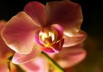 Orchideeblüte