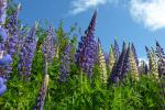 Lupinen in Lappland