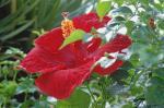 Hibiskus