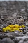 Allein unter Steinen