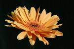 Gerbera 5