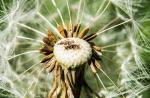 Pusteblume Macro