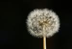 Pusteblume