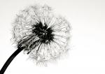 Pusteblume SW