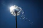 Pusteblume im Gegenlicht