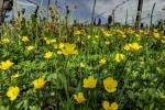 Ranunculus acris