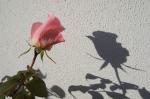 Im Schatten der Rose