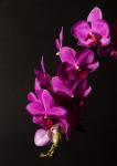 Rote Orchidee