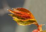 Rotes Blatt