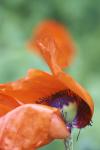 Mohn