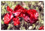 Mohn