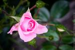 Rose mit Fliege überarbeitet